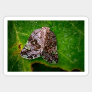 A Ricaniid Planthopper (Ricania Marginalis) Sticker